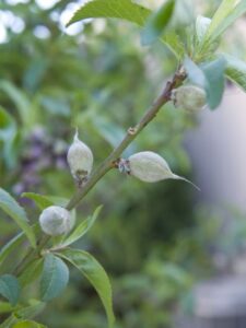 Many Reasons for Thinning Fruit Image